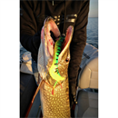 Spro Iris Shocktail 30 cm 